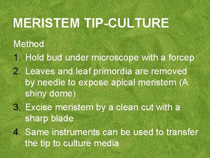 MERISTEM TIP-CULTURE Method 1. Hold bud under microscope with a forcep 2. Leaves and