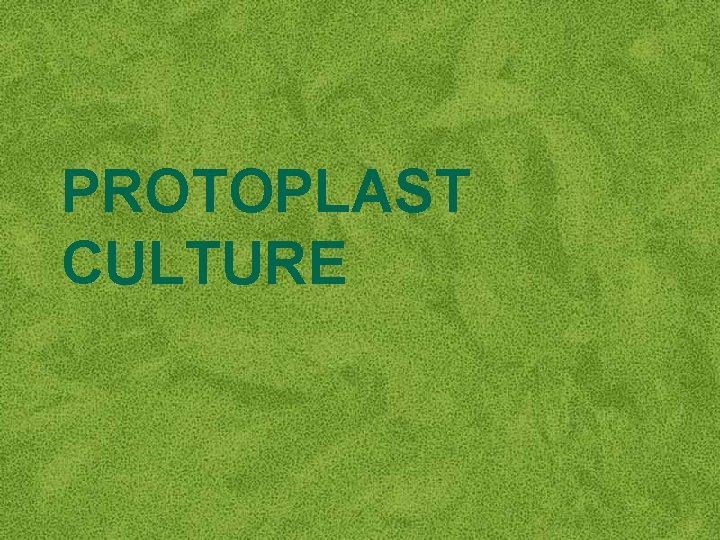 PROTOPLAST CULTURE 