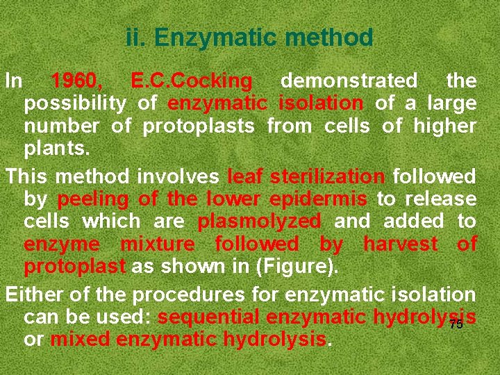 ii. Enzymatic method In 1960, E. C. Cocking demonstrated the possibility of enzymatic isolation