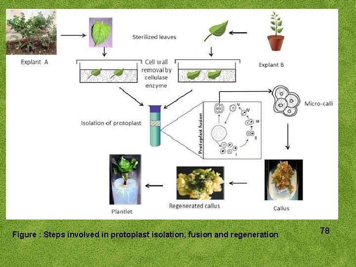 Figure : Steps involved in protoplast isolation, fusion and regeneration 78 