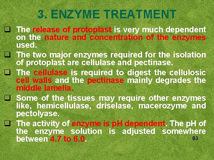 3. ENZYME TREATMENT q The release of protoplast is very much dependent on the