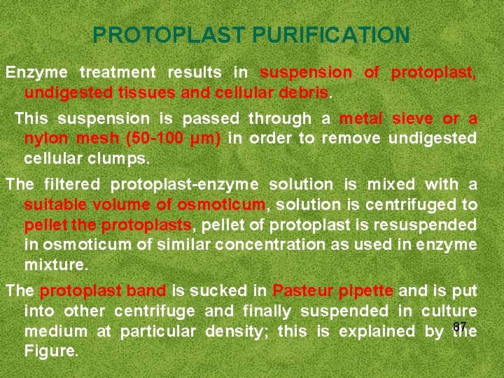 PROTOPLAST PURIFICATION Enzyme treatment results in suspension of protoplast, undigested tissues and cellular debris.