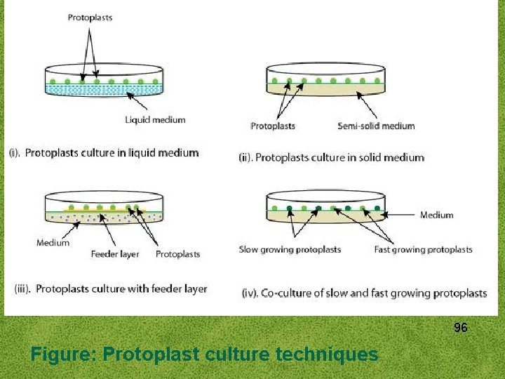 96 Figure: Protoplast culture techniques 