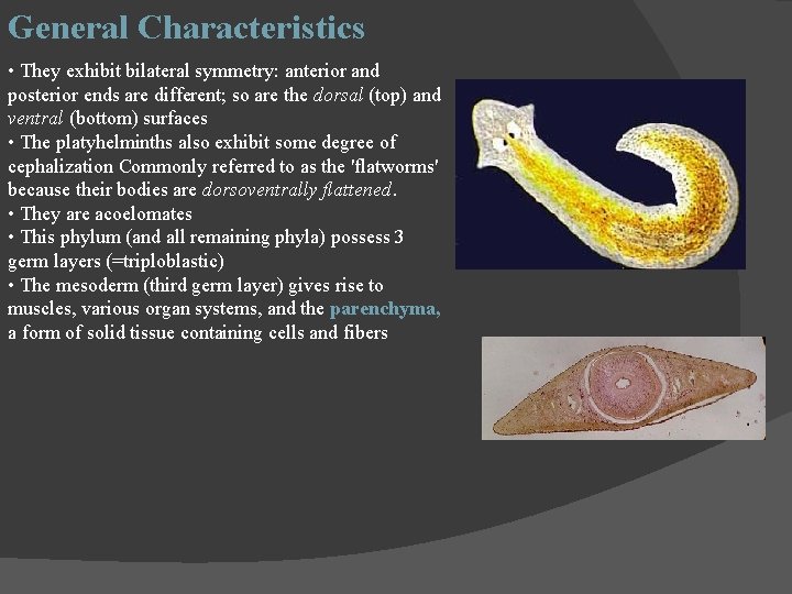 General Characteristics • They exhibit bilateral symmetry: anterior and posterior ends are different; so