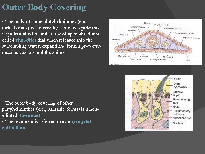Outer Body Covering • The body of some platyhelminthes (e. g. , turbellarians) is