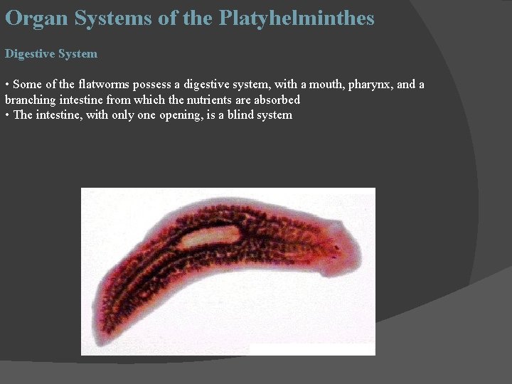 Organ Systems of the Platyhelminthes Digestive System • Some of the flatworms possess a