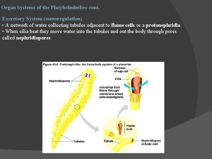 Organ Systems of the Platyhelminthes cont. Excretory System (osmoregulation) • A network of water