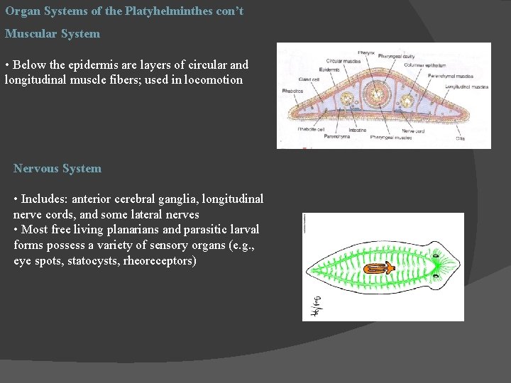 Organ Systems of the Platyhelminthes con’t Muscular System • Below the epidermis are layers