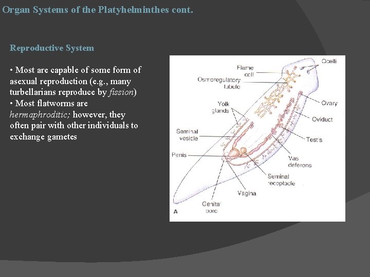 Organ Systems of the Platyhelminthes cont. Reproductive System • Most are capable of some