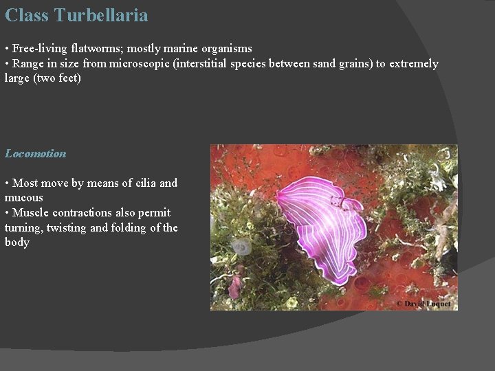 Class Turbellaria • Free-living flatworms; mostly marine organisms • Range in size from microscopic