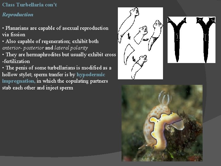 Class Turbellaria con’t Reproduction • Planarians are capable of asexual reproduction via fission •