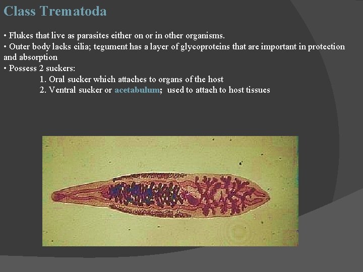 Class Trematoda • Flukes that live as parasites either on or in other organisms.