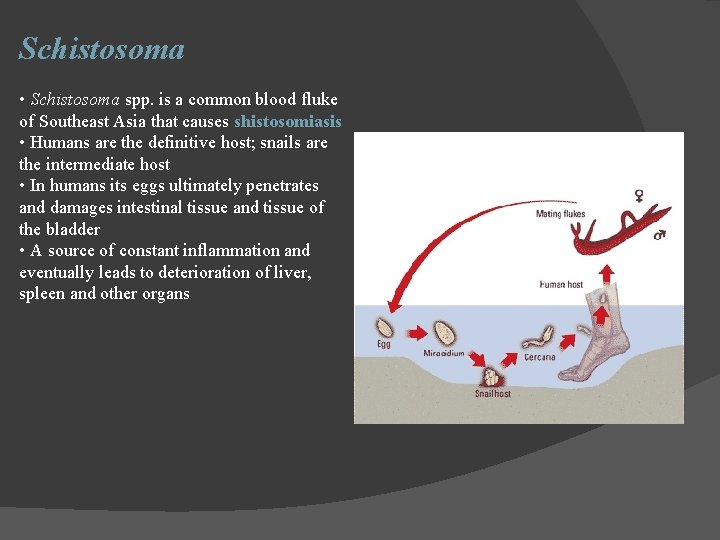 Schistosoma • Schistosoma spp. is a common blood fluke of Southeast Asia that causes