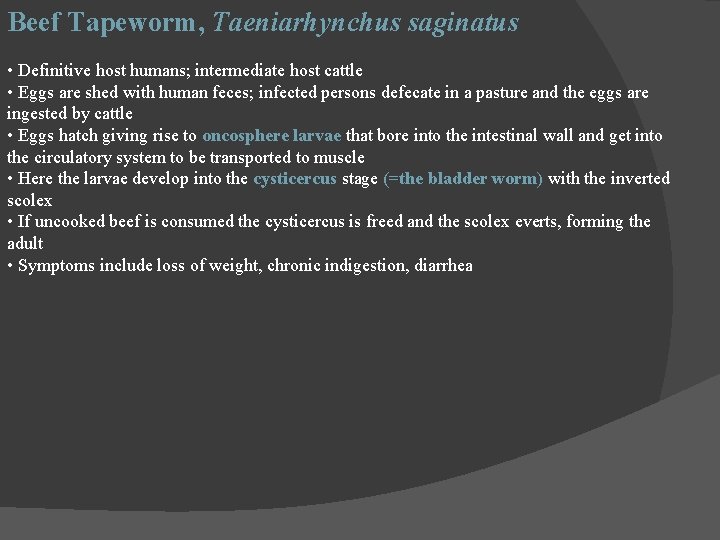 Beef Tapeworm, Taeniarhynchus saginatus • Definitive host humans; intermediate host cattle • Eggs are