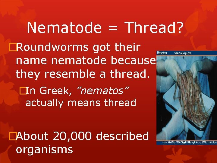 Nematode = Thread? �Roundworms got their name nematode because they resemble a thread. �In