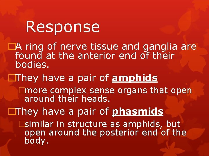 Response �A ring of nerve tissue and ganglia are found at the anterior end