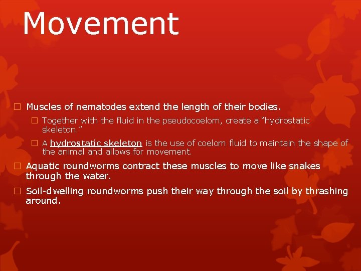 Movement � Muscles of nematodes extend the length of their bodies. � Together with