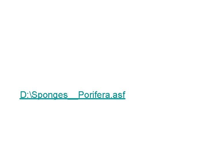 D: Sponges__Porifera. asf 