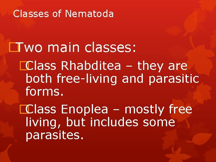 Classes of Nematoda �Two main classes: �Class Rhabditea – they are both free-living and