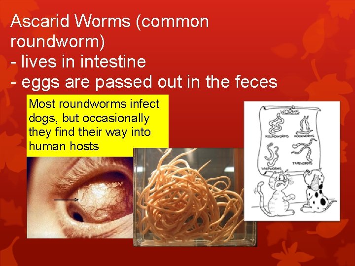 Ascarid Worms (common roundworm) - lives in intestine - eggs are passed out in