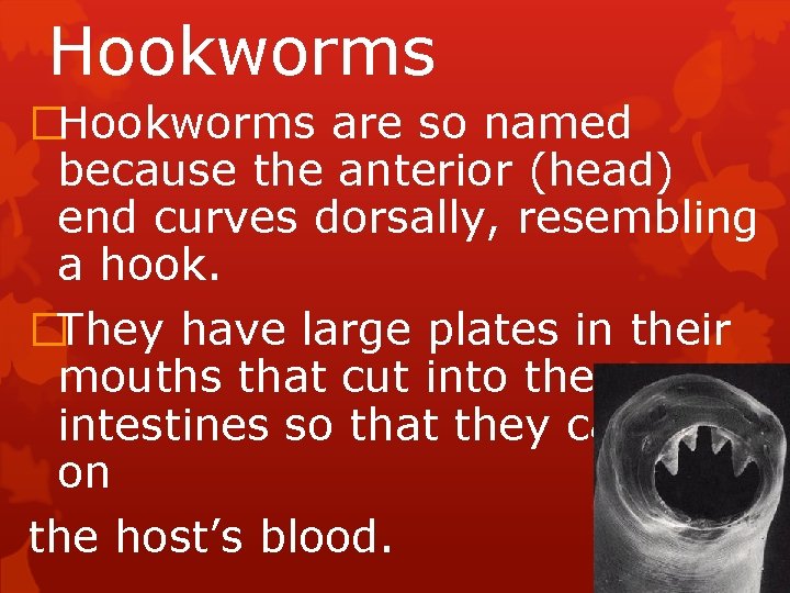 Hookworms �Hookworms are so named because the anterior (head) end curves dorsally, resembling a