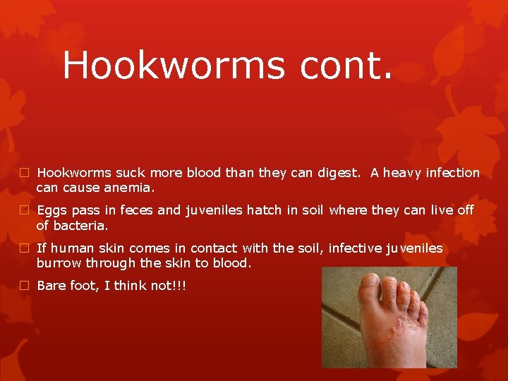 Hookworms cont. � Hookworms suck more blood than they can digest. A heavy infection