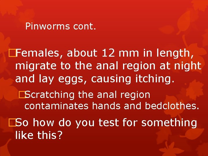 Pinworms cont. �Females, about 12 mm in length, migrate to the anal region at