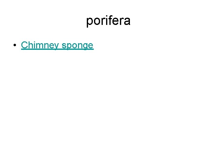 porifera • Chimney sponge 