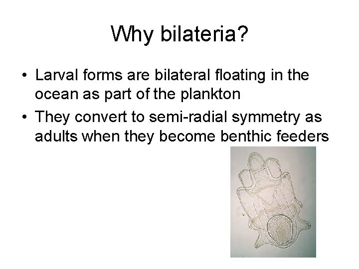 Why bilateria? • Larval forms are bilateral floating in the ocean as part of