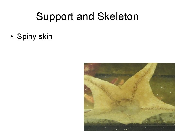 Support and Skeleton • Spiny skin 