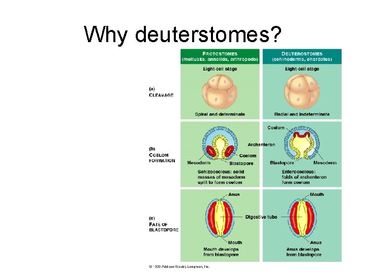 Why deuterstomes? 