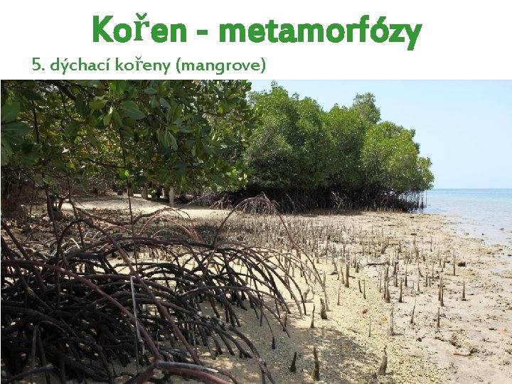 Kořen - metamorfózy 5. dýchací kořeny (mangrove) Kořen - metamorfózy 5. dýchací kořeny (mangrove)