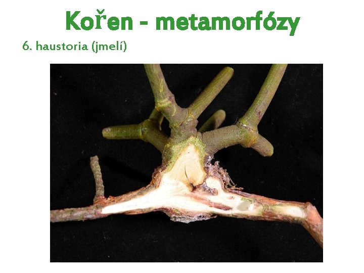 Kořen - metamorfózy 6. haustoria (jmelí) Kořen - metamorfózy 6. haustoria (jmelí)