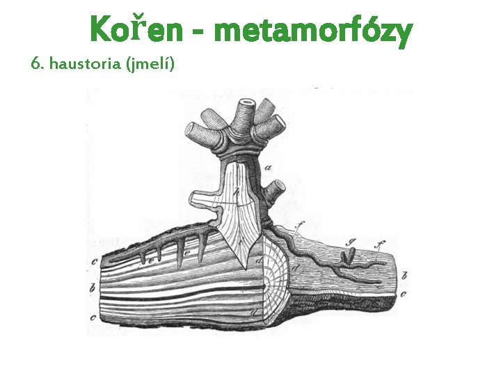 Kořen - metamorfózy 6. haustoria (jmelí) Kořen - metamorfózy 6. haustoria (jmelí)
