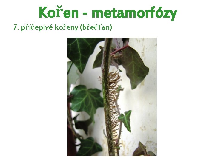 Kořen - metamorfózy 7. příčepivé kořeny (břečťan) Kořen - metamorfózy 7. příčepivé kořeny (břečťan)