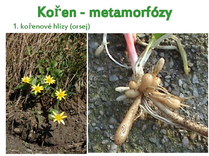 Kořen - metamorfózy 1. kořenové hlízy (orsej) Kořen - metamorfózy 1. kořenové hlízy (orsej)