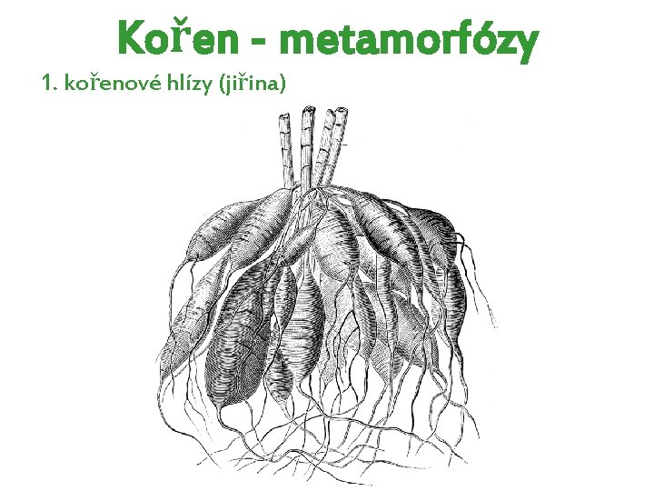 Kořen - metamorfózy 1. kořenové hlízy (jiřina) Kořen - metamorfózy 1. kořenové hlízy (jiřina)