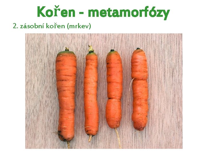 Kořen - metamorfózy 2. zásobní kořen (mrkev) Kořen - metamorfózy 2. zásobní kořen (mrkev)