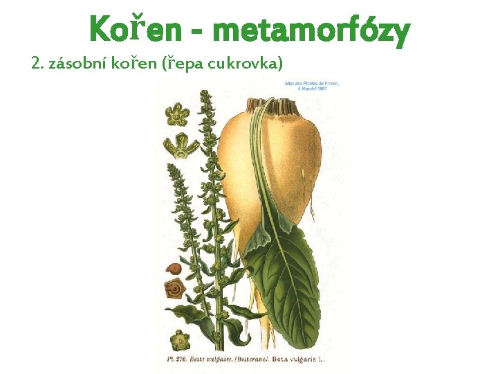 Kořen - metamorfózy 2. zásobní kořen (řepa cukrovka) Kořen - metamorfózy 2. zásobní kořen (řepa cukrovka)