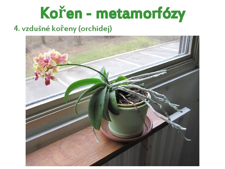 Kořen - metamorfózy 4. vzdušné kořeny (orchidej) Kořen - metamorfózy 4. vzdušné kořeny (orchidej)