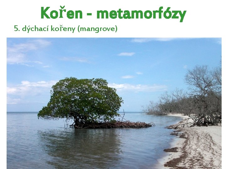Kořen - metamorfózy 5. dýchací kořeny (mangrove) Kořen - metamorfózy 5. dýchací kořeny (mangrove)