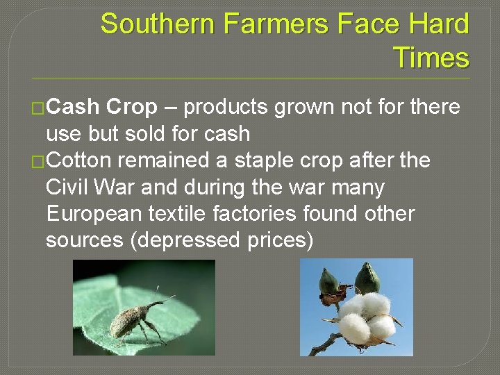 Southern Farmers Face Hard Times �Cash Crop – products grown not for there use