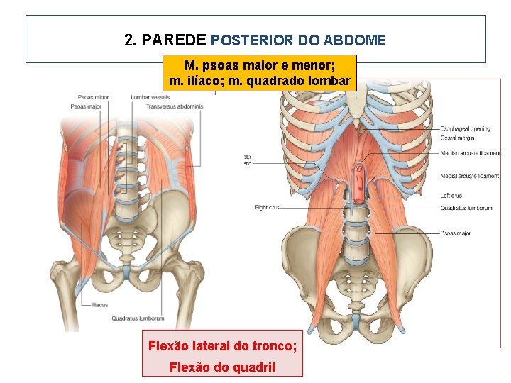2. PAREDE POSTERIOR DO ABDOME M. psoas maior e menor; m. ilíaco; m. quadrado