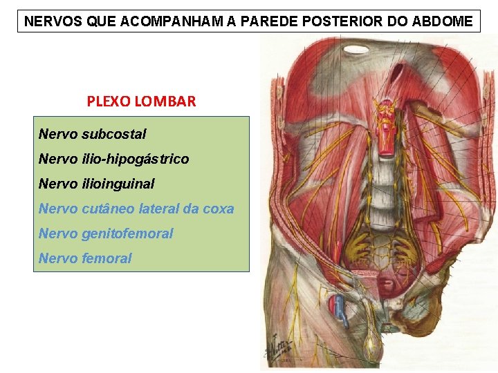 NERVOS QUE ACOMPANHAM A PAREDE POSTERIOR DO ABDOME PLEXO LOMBAR Nervo subcostal Nervo ilio-hipogástrico