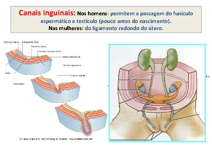 Canais inguinais: Nos homens: permitem a passagem do funículo espermático e testículo (pouco antes