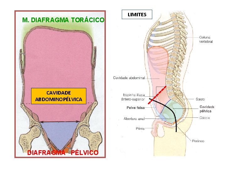 M. DIAFRAGMA TORÁCICO CAVIDADE ABDOMINOPÉLVICA DIAFRAGMA PÉLVICO LIMITES 