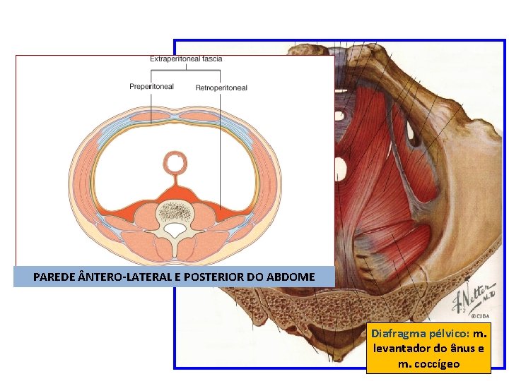 PAREDE NTERO-LATERAL E POSTERIOR DO ABDOME Diafragma pélvico: m. levantador do ânus e m.