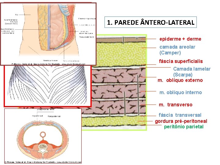 1. PAREDE NTERO-LATERAL epiderme + derme camada areolar (Camper) fáscia superficialis Camada lamelar (Scarpa)