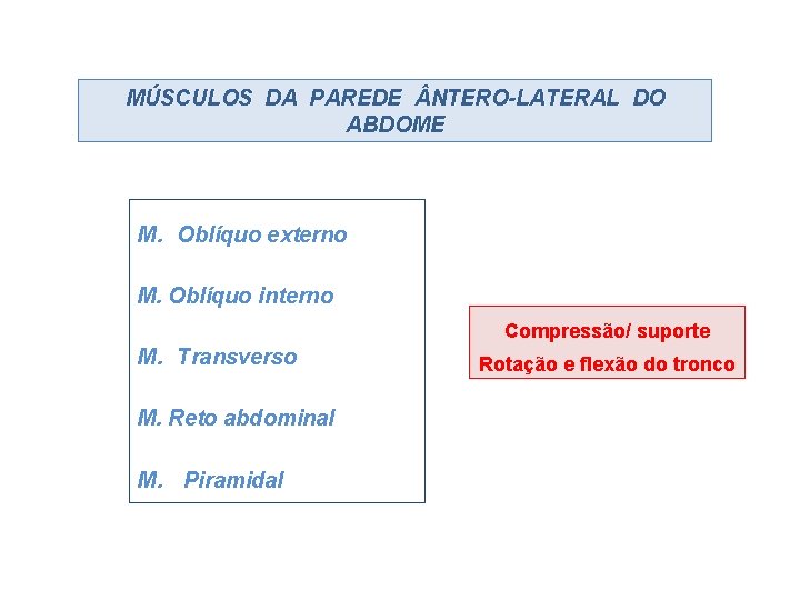 MÚSCULOS DA PAREDE NTERO-LATERAL DO ABDOME M. Oblíquo externo M. Oblíquo interno Compressão/ suporte