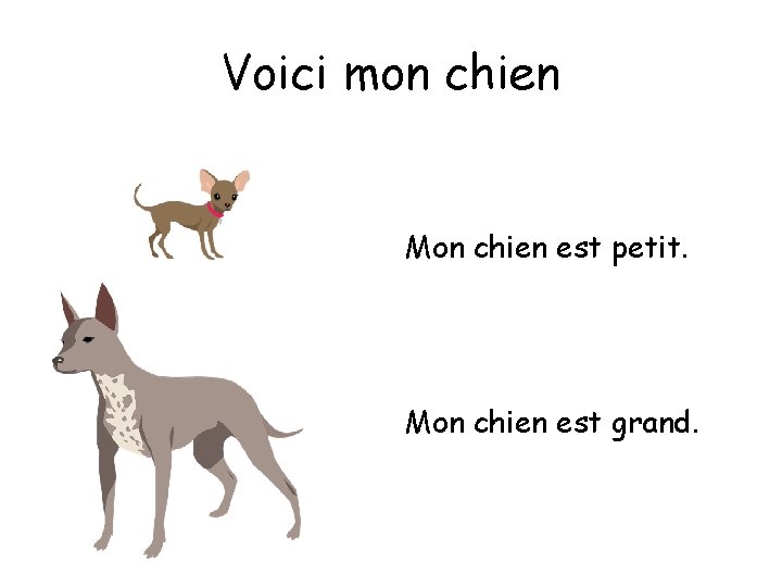 Voici mon chien Mon chien est petit. Mon chien est grand. 